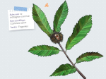 Mon petit guide nature, Les arbres