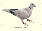 Carte postale naturaliste - Tourterelle turque