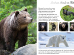 Tout un monde en photos : Les ours