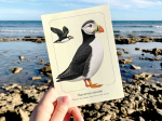 Carte Postale simple 10 X 15 cm Macareux moine