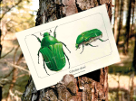 Carte postale naturaliste - Cétoine dorée