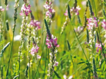 Graines Bio Engrais vert - Sainfoin Vivace 10 m²
