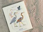 Affiche naturaliste, Hérons