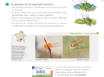 Cahier d’identification des Libellules