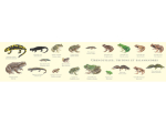 Carte Postale double 21 x 10 cm - Grenouilles, tritons et salamandres