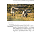 Les secrets de la photo d'animaux