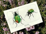 Carte postale naturaliste - Calosome