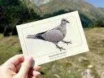 Carte postale naturaliste - Tourterelle turque