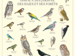 Affiche 40 x 60 cm - Oiseaux des jardins, des haies et des forêts