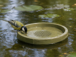 Abreuvoir flottant LPO pour oiseaux des jardins