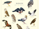 Affiche 40 x 60 cm - Rapaces