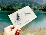 Carte postale naturaliste - Rosalie des Alpes