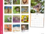 Calendrier 2025 Chouettes et Hiboux 30 x 30