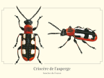 Carte postale naturaliste - Criocère de l'asperge