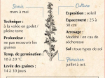 Graines Bio Vipérine