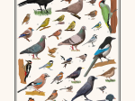 Affiche Oiseaux des villes et jardins, 30 x 40 cm