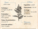 Graines Bio Amarante Éléphant Rouge