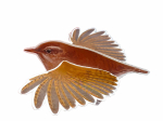 Lot de 4 mobiles Oiseaux n°2 - LPO x CPN