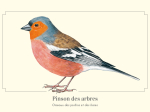 Carte Postale simple 10 x 15 cm Pinson des arbres