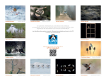Calendrier LPO 2026 Oiseaux