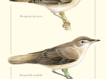 Carte postale naturaliste - Phragmite des joncs et Rousserolle turdoïde