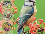 Tout un monde en photos : Les oiseaux des parcs et jardins