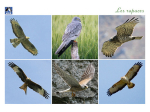Cartes postales Oiseaux de chez nous