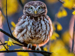 Agenda des oiseaux 2025