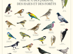 Affiche 40 x 60 cm - Oiseaux des jardins, des haies et des forêts