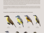 Guide expert des oiseaux de Guyane
