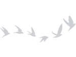 Stickers LPO anticollisions Vol d'oiseau