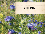 Graines Bio Vipérine