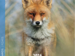 Calendrier 2026 Renards 16,5 x 16,5 cm