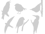 Stickers LPO anticollisions Oiseaux - Lot de 10