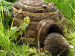 Gîte à hérisson Igloo
