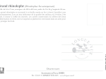 Carte postale simple 10 x 15 cm - Grand Rhinolophe