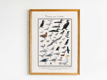 Affiche Oiseaux mers et océans, 30 x 40 cm