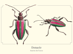 Carte postale naturaliste - Donacie