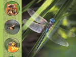 Tout un monde en photos : Les insectes