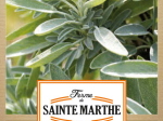 Graines Bio Sauge officinale