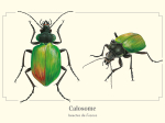 Carte postale naturaliste - Calosome