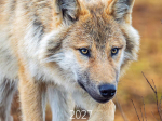Calendrier 2027 Loups 30 x 30 cm