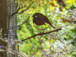 Rougegorge en métal Metalbird