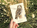Carte postale simple 10 x 15 cm - Hibou des marais