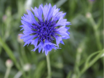 Graines Bio Centaurée Bleuet des Champs