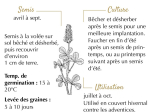 Graines Bio Engrais vert - Trèfle Incarnat annuelle 60 m²