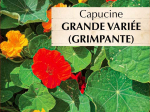 Graines Bio Capucine grande variée grimpante