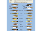 Cahier d'identification des Passereaux d'Europe en Vol