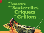 À la rencontre des sauterelles, criquets et grillons