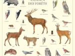 Affiche 40 x 60 cm - Animaux des forêts